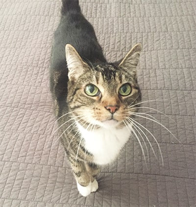 Sarah, our cat
